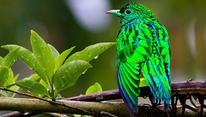 বিরল পাখি চিত্রা শালিক